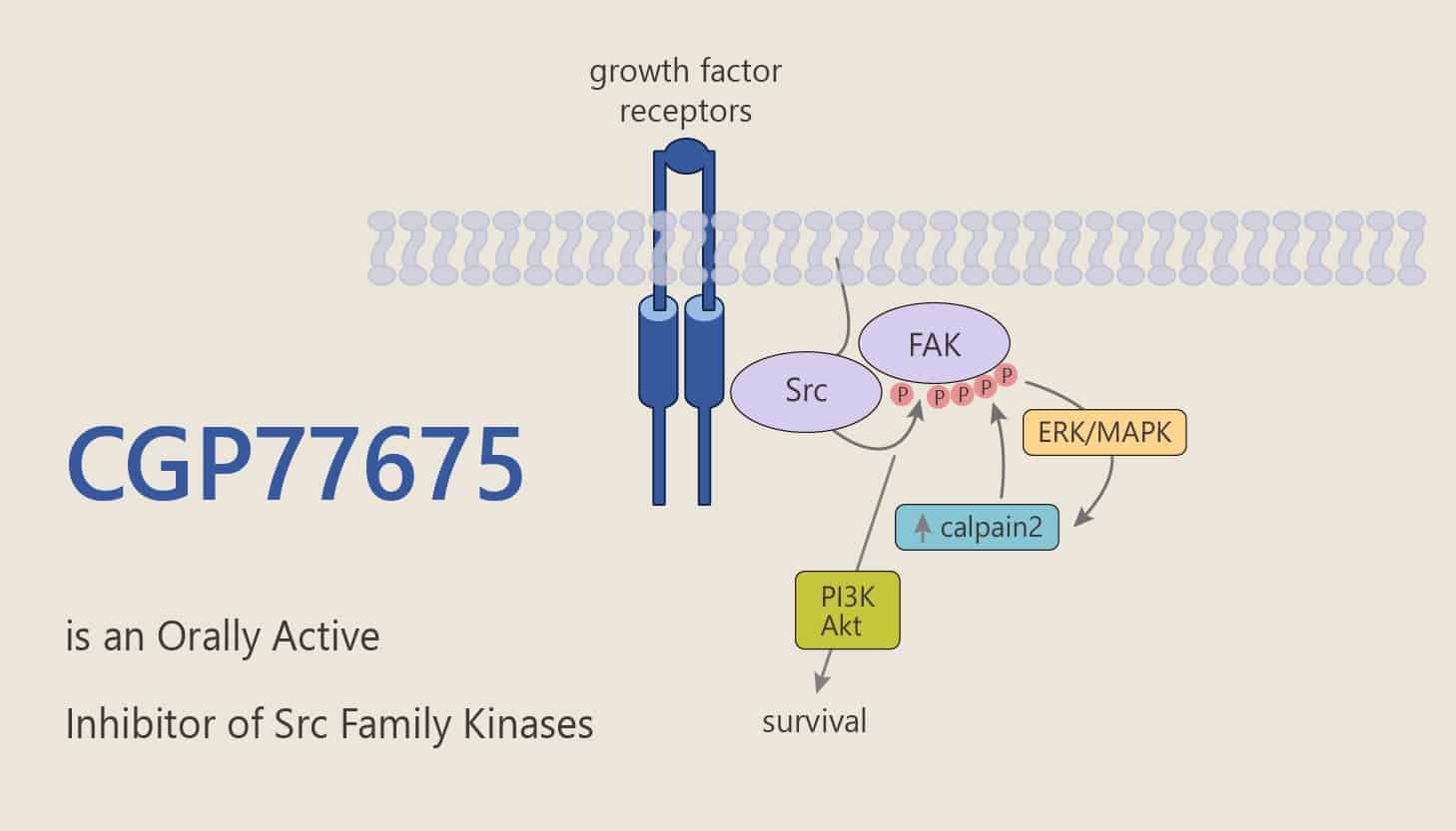 CGP77675 is an Orally Active Inhibitor of Src Family Kinases