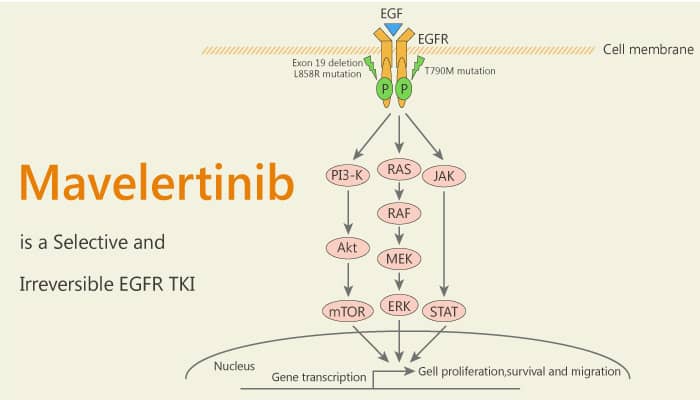 Mavelertinib is a Selective and Irreversible EGFR TKI