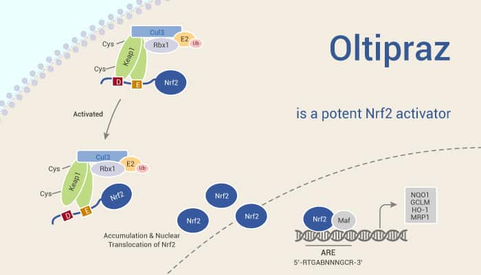 Oltipraz is a Nrf2 Inhibitor