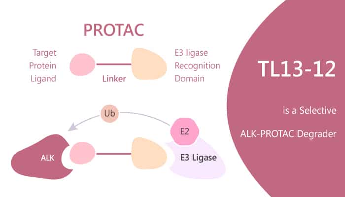TL13-12 is a Selective ALK-PROTAC Degrader
