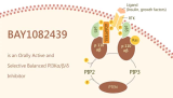 BAY1082439 is an Orally Active and Selective Balanced PI3Kα/β/δ Inhibitor
