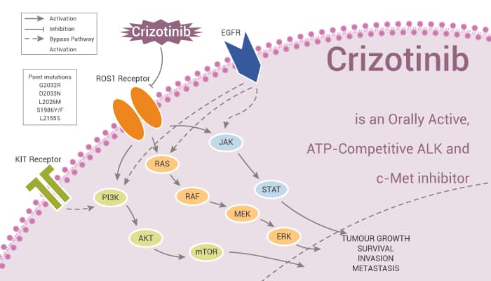 Crizotinib is an Orally Active, ATP-Competitive ALK and c-Met inhibitor