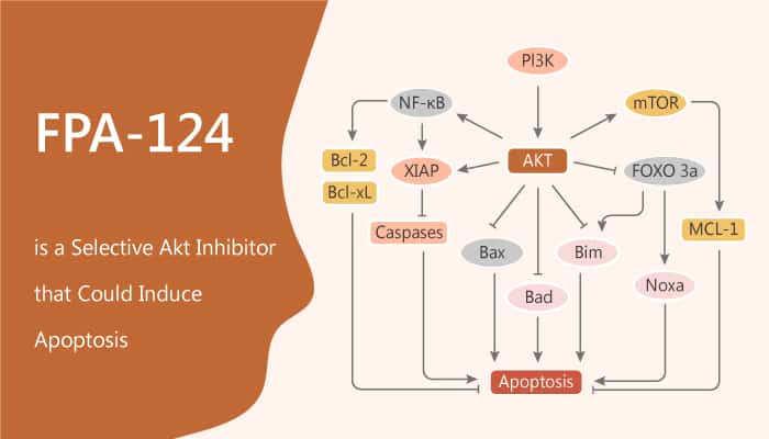 FPA-124 is a Selective Akt Inhibitor and Induces Apoptosis