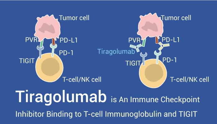 Tiragolumab is An Immune Checkpoint Inhibitor Binding to T-cell Immunoglobulin and TIGIT