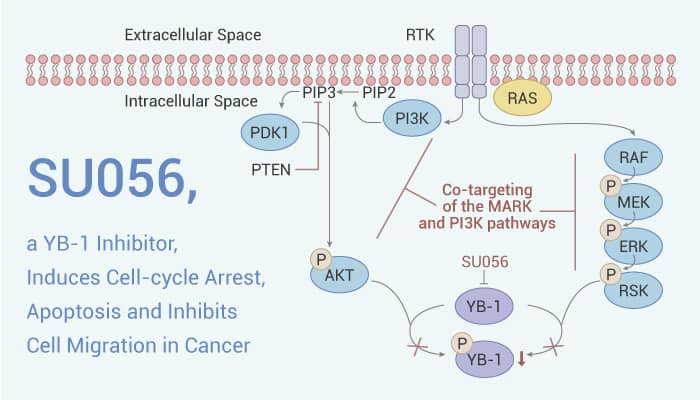 SU056, a YB-1 Inhibitor, Induces Cell-cycle Arrest, Apoptosis and Inhibits Cell Migration in Cancer