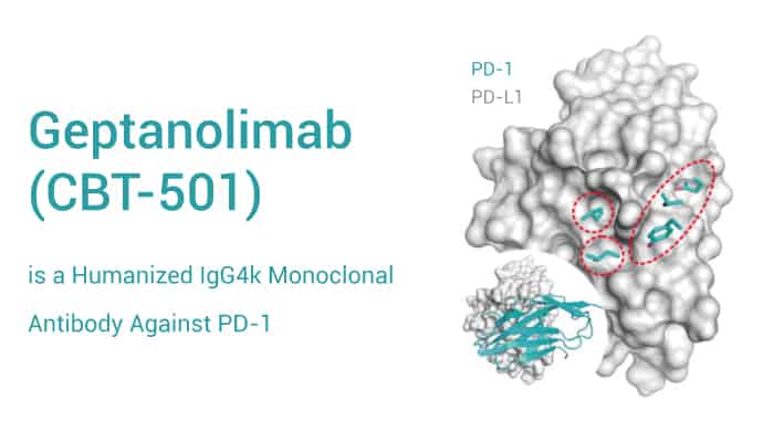 Geptanolimab (CBT-501) is a Anti-PD-1 Monoclonal Antibody for Solid Tumor Research