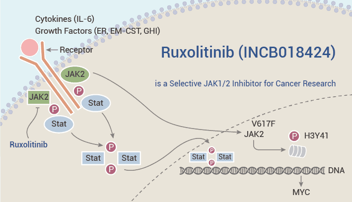 Ruxolitinib (INCB018424) is a Selective JAK1/2 Inhibitor for Cancer Research