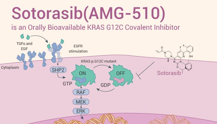 Sotorasib (AMG-510) is an Orally Bioavailable KRAS G12C Covalent Inhibitor