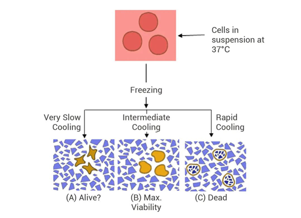 Fig 1. Effect of different cooling rates on cell viability