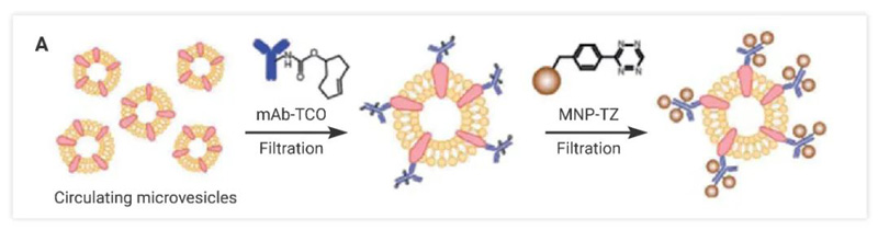 Targeted therapy! The Nobel Prize winning 'Click Chemistry' can be used ...