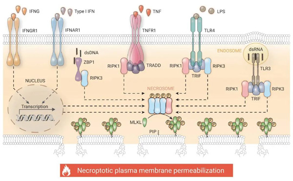 Figure 1. Molecular mechanisms of necroptosis