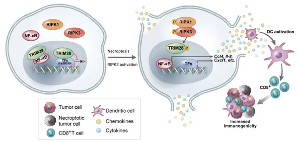 Figure 2. Schematic diagram of proposed RIPK3/TRIM28 activation-mediated immunostimulatory cytokine production
