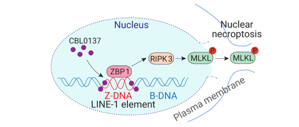 Figure 3. CBL0137 induces ZBP1-dependent necroptosis