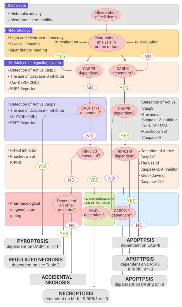 Figure 4. General procedure of cell death detection