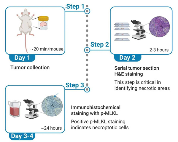 Figure 5. Necroptosis was detected in tumor tissues of mice