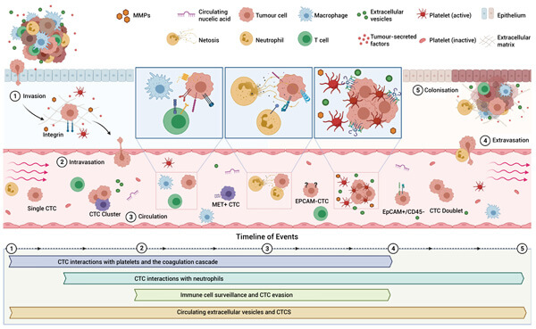 Figure 4. WJ460 induces mitophagy in PDAC cells