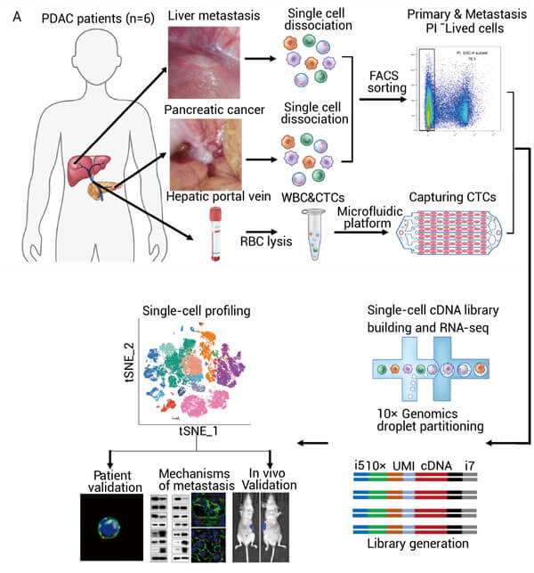 Figure 5. FBXL4-KO induces mitophagy in Hela cells