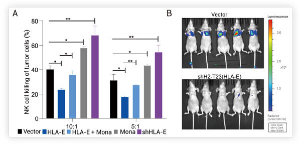 Figure 5. FBXL4-KO induces mitophagy in Hela cells