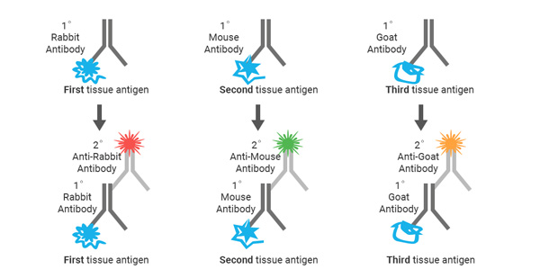 Fig 4. mIHC (top) and conventional three-color fluorescence detection schematic