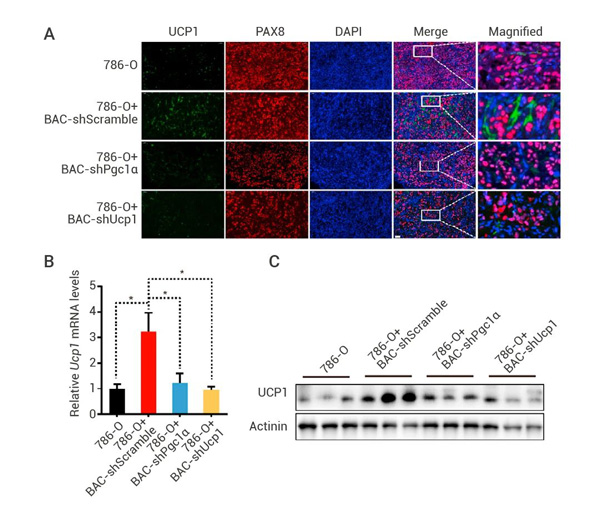 Fig 5. Detection of changes in UCP1 levels