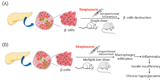 STZ Induced Diabetes Models