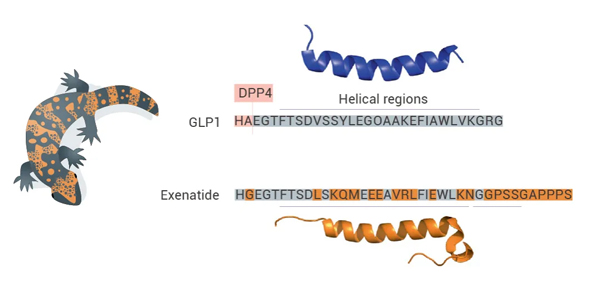 glp 1 discovery gila monster Science's 2023 Breakthrough: GLP-1R Agonists