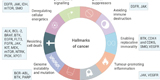 What Are Popular Anti-tumor Drug Targets?