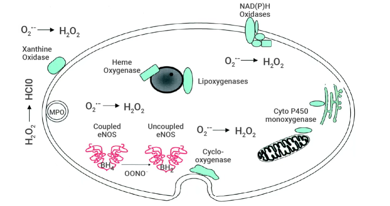Reactive Oxygen Species (ROS) Detection Guide