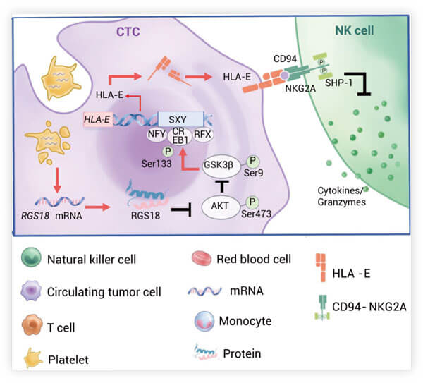 Figure 5. FBXL4-KO induces mitophagy in Hela cells