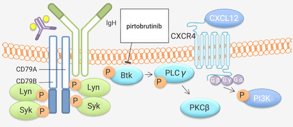 Fig 1. B-cell receptor (BCR) complex-covalent and non-covalent BTKi mechanism of action