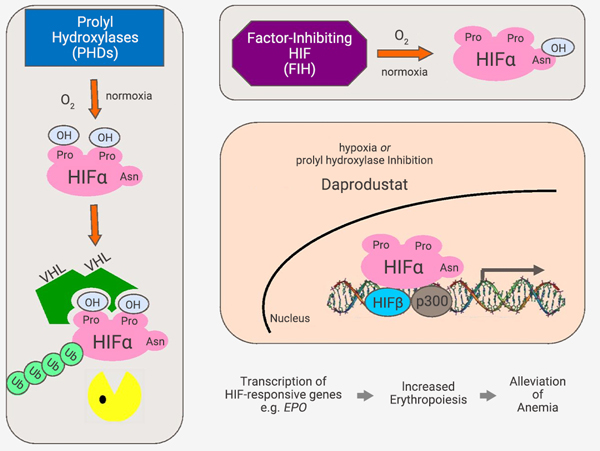 Fig 3. Schematic diagram of oxygen-dependent transcriptional regulation of HIF