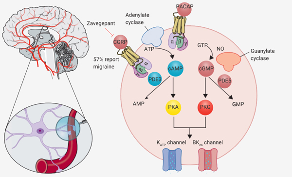 Fig 6. Molecular Signaling Pathways in Migraine
