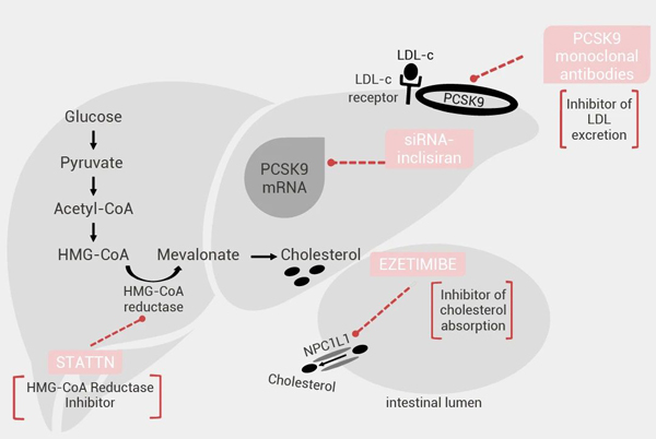 Fig 10. The lipid-lowering mechanism of HMG-CoA reductase inhibitors