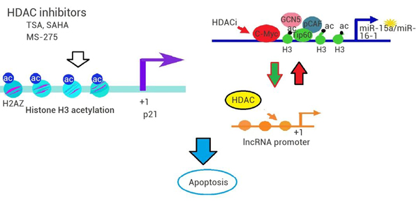Fig 4. The anti-tumor mechanism of HDAC inhibitors [7].