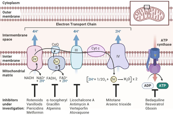 Fig 5. Mechanism of OxPhos inhibitor action [10].