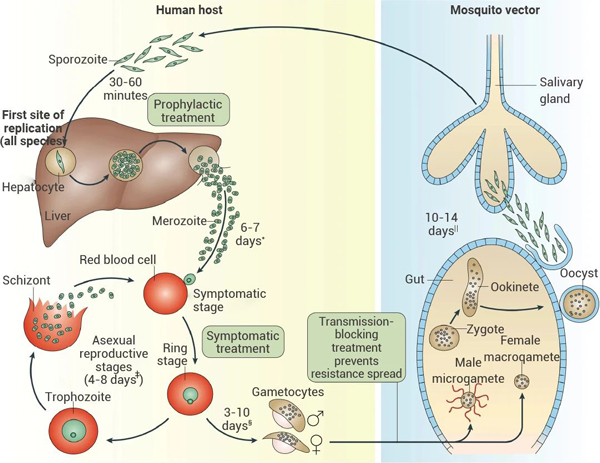 Fig 8. Malaria parasite life cycle