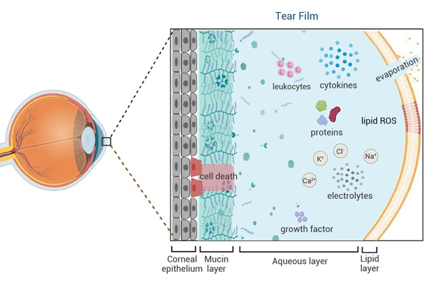Fig 9. Schematic diagram of eye surface and tear film