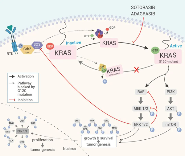 Figure 1. The oncogenic signaling pathway of the G12C KRAS mutation