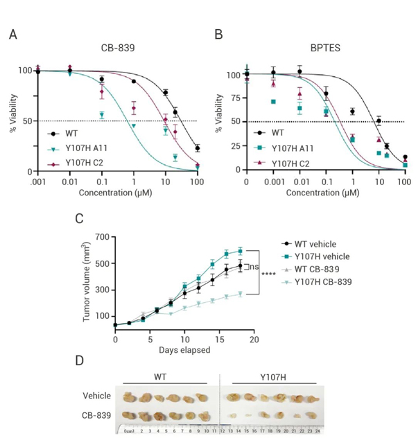 Fig 8. Validation of CB-839 in Y107H mutant colorectal cancer cells and mice