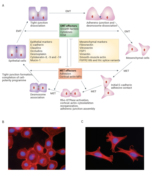 Fig 1. The cycle of epithelial-cell plasticity