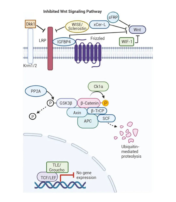 Fig 2. The inhibited Wnt signaling cascade