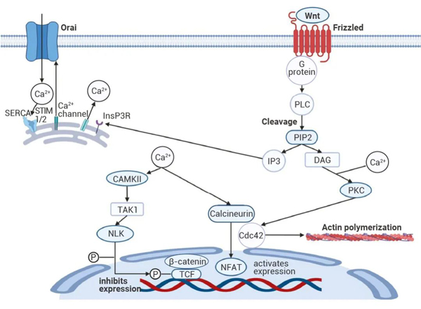 Fig 4. Noncanonical Wnt/Ca2+ pathway