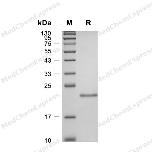 Experimental Validation Results for Kras4B Protein, Human (G12S, His)