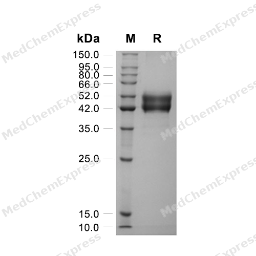 Experimental Validation Results for Irisin Protein, Human/Mouse/Rat (HEK293, Fc)
