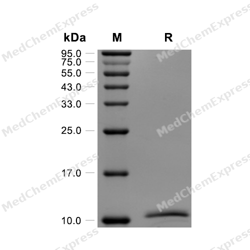 Experimental Validation Results for Neuritin Protein, Human (N-His)