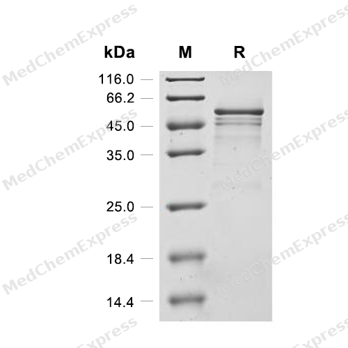 Experimental Validation Results for TIM-3/HAVCR2 Protein, Mouse (HEK293, hFc)