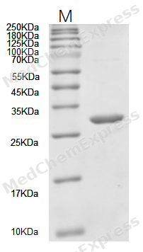 Experimental Validation Results for Azoreductase/NQO1 Protein, Human