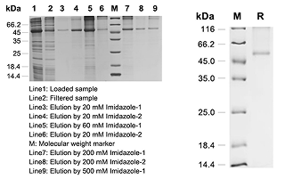 E.coli Cell-Free Expression System