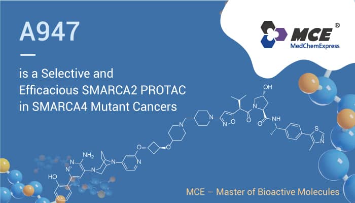 A947 is a Selective and Efficacious SMARCA2 PROTAC in SMARCA4 Mutant Cancers