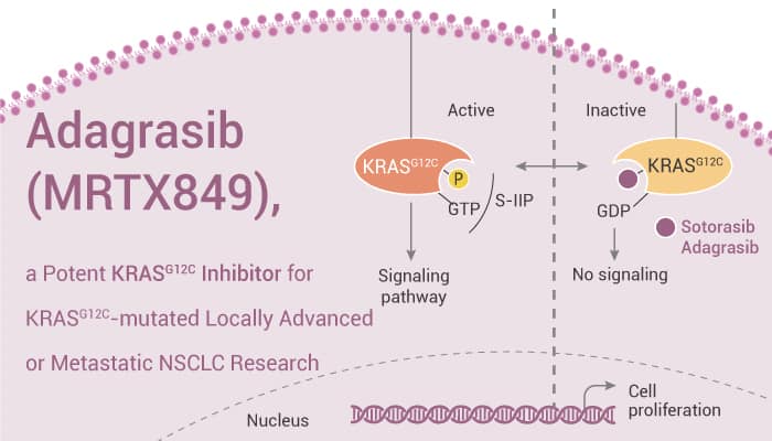 Adagrasib (MRTX849), a Potent KRAS G12C Inhibitor for KRAS G12C-mutated Locally Advanced or Metastatic NSCLC Research